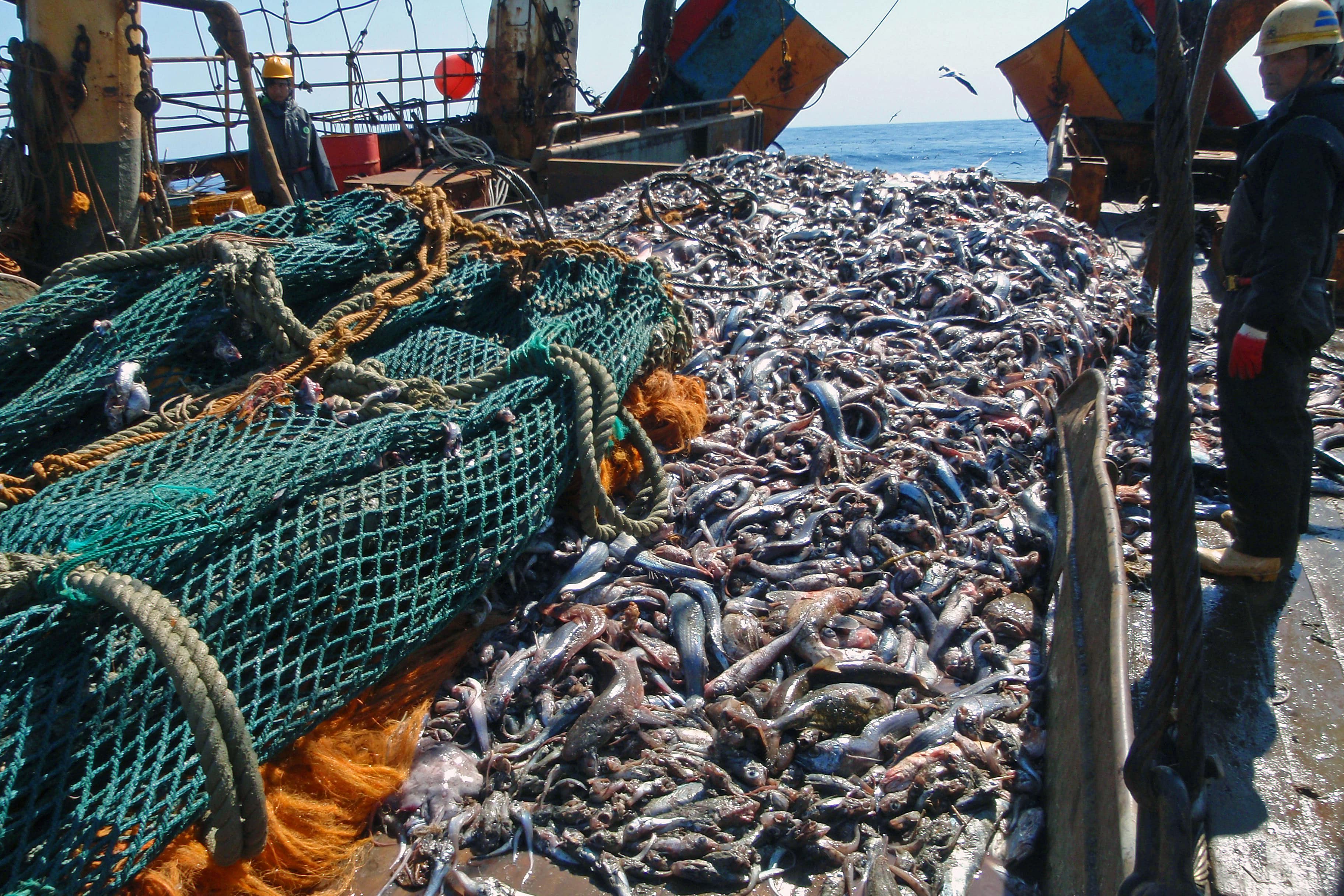 New Zealand fishery catch estimated at 2.7 times more than reported: study