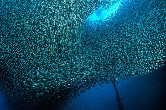 Millions of tonnes of sardines are used every year to feed livestock and other fish