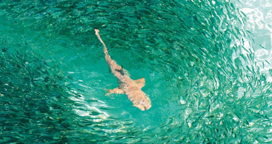 Feeding frenzy: whitetip reef shark feeding in the Maldives. The island nation declared its waters a sanctuary for sharks in 2010. Photo by Mohamed Shareef | Getty Images