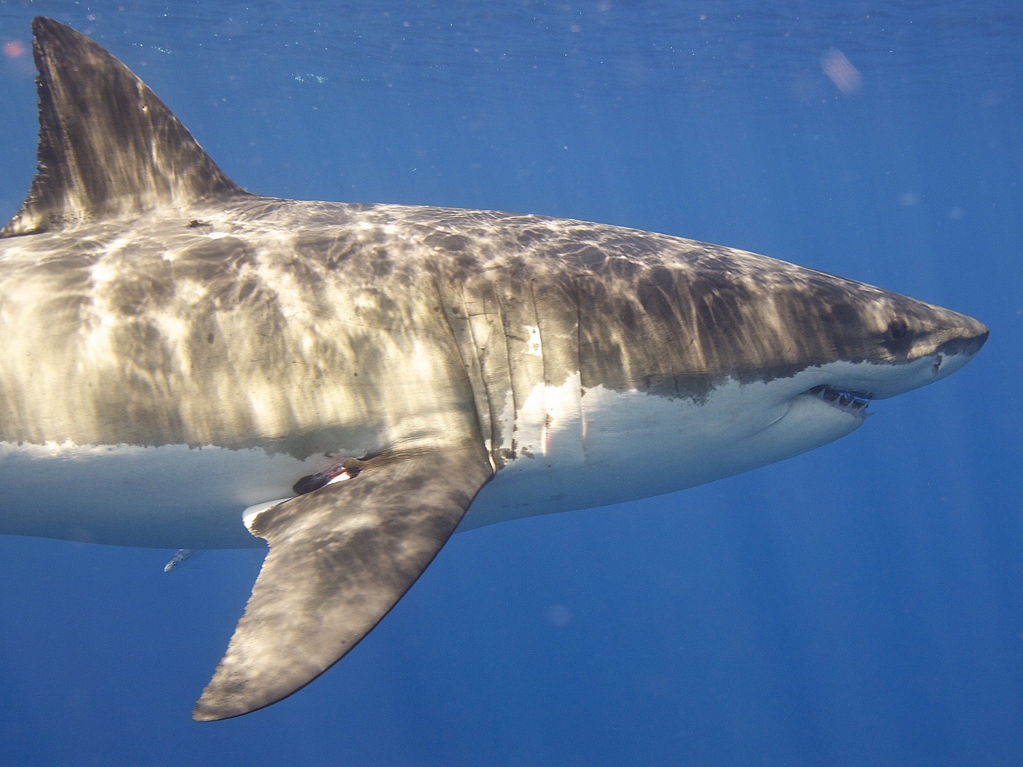 Great White Shark. Photo by Elias Levy, Flickr.