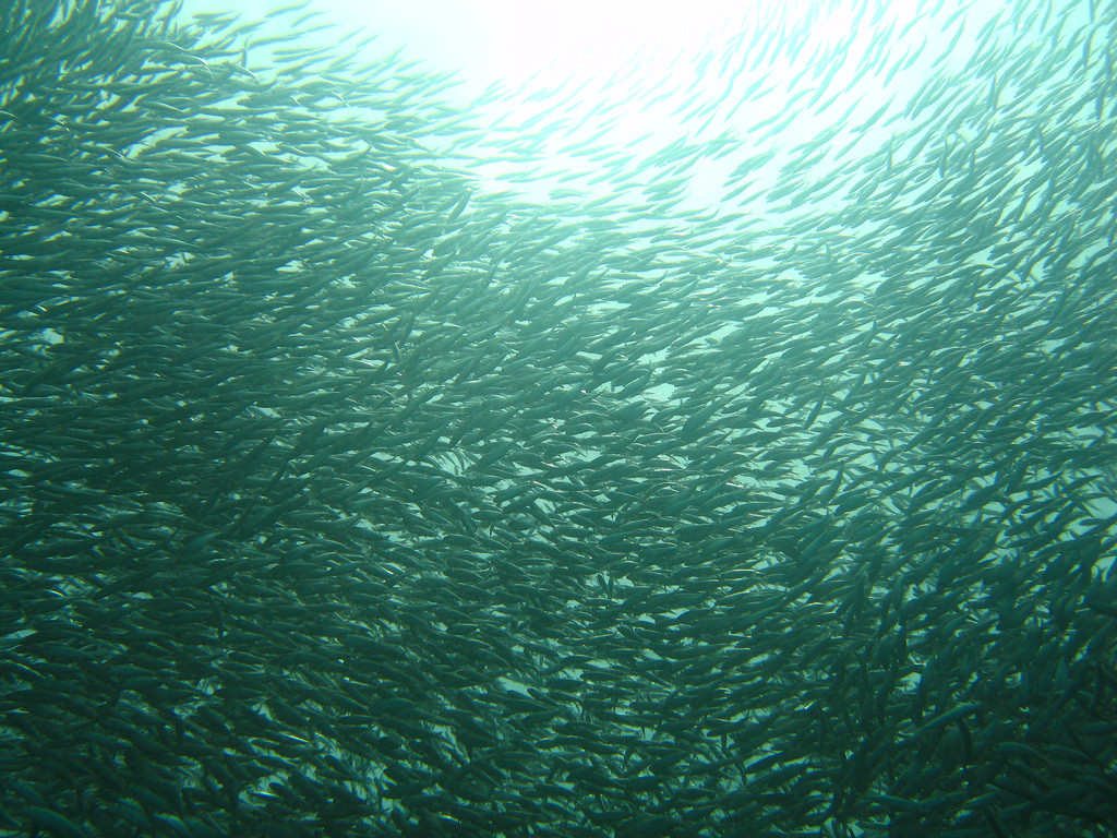 Sardines in Mactan Cebu, Philippines. Photo by Juuyoh Tanaka, Flickr. 