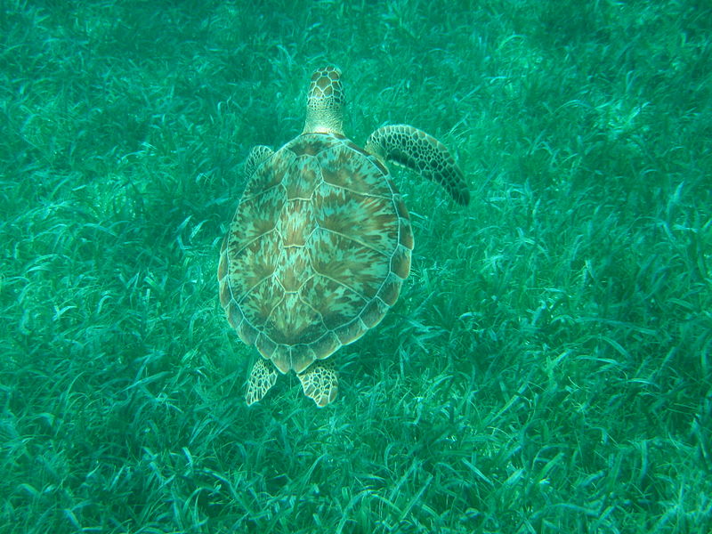 Chelonia mydas at Hol Chan Marine Reserve. Photo by Nikdahl, Wikimedia Commons.