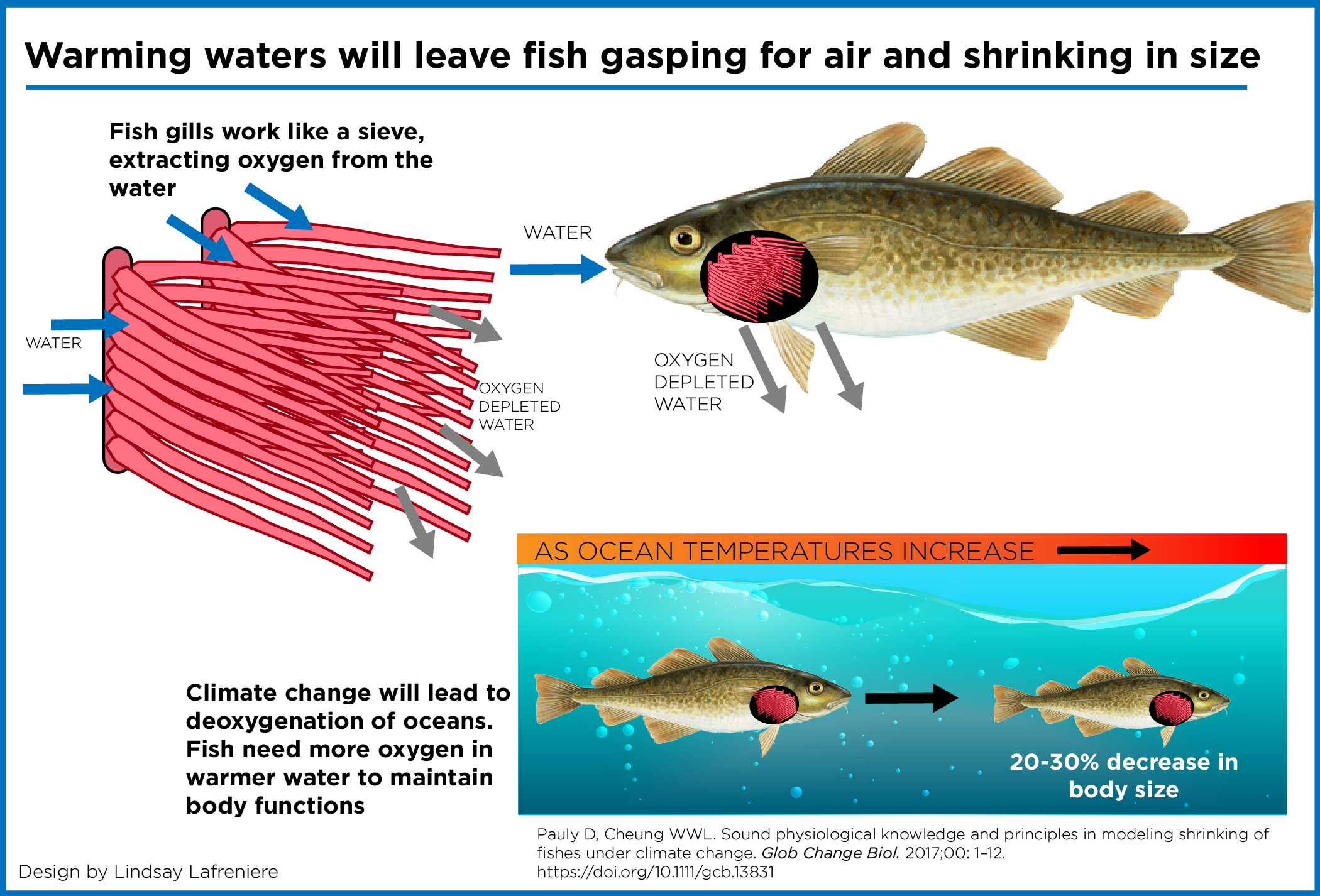 Infographic Shrinking Fish