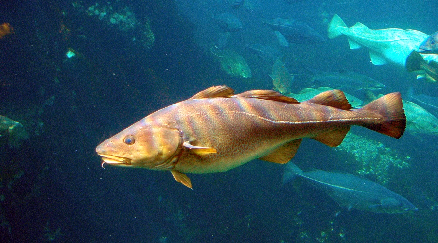Atlantic cod. Photo by Hans-Petter Fjeld, Wikimedia Commons.