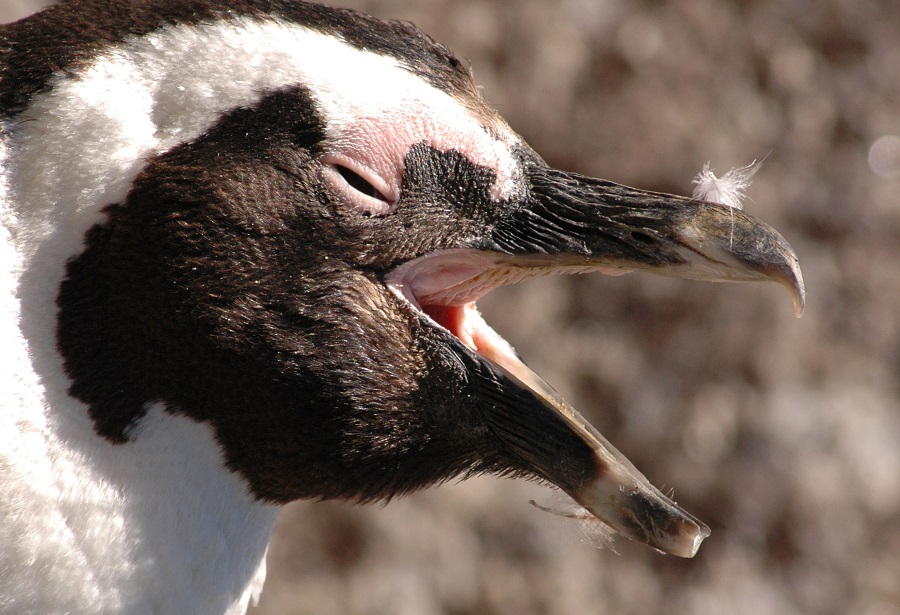 Facing extinction- African penguin- Photo by David Grémillet.