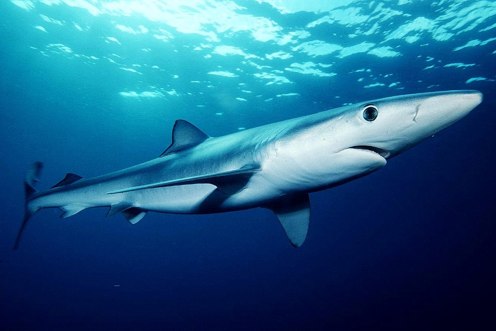 Blue shark (Prionace glauca). Photo by Mark Conlin-NMFS, Wikimedia Commons.