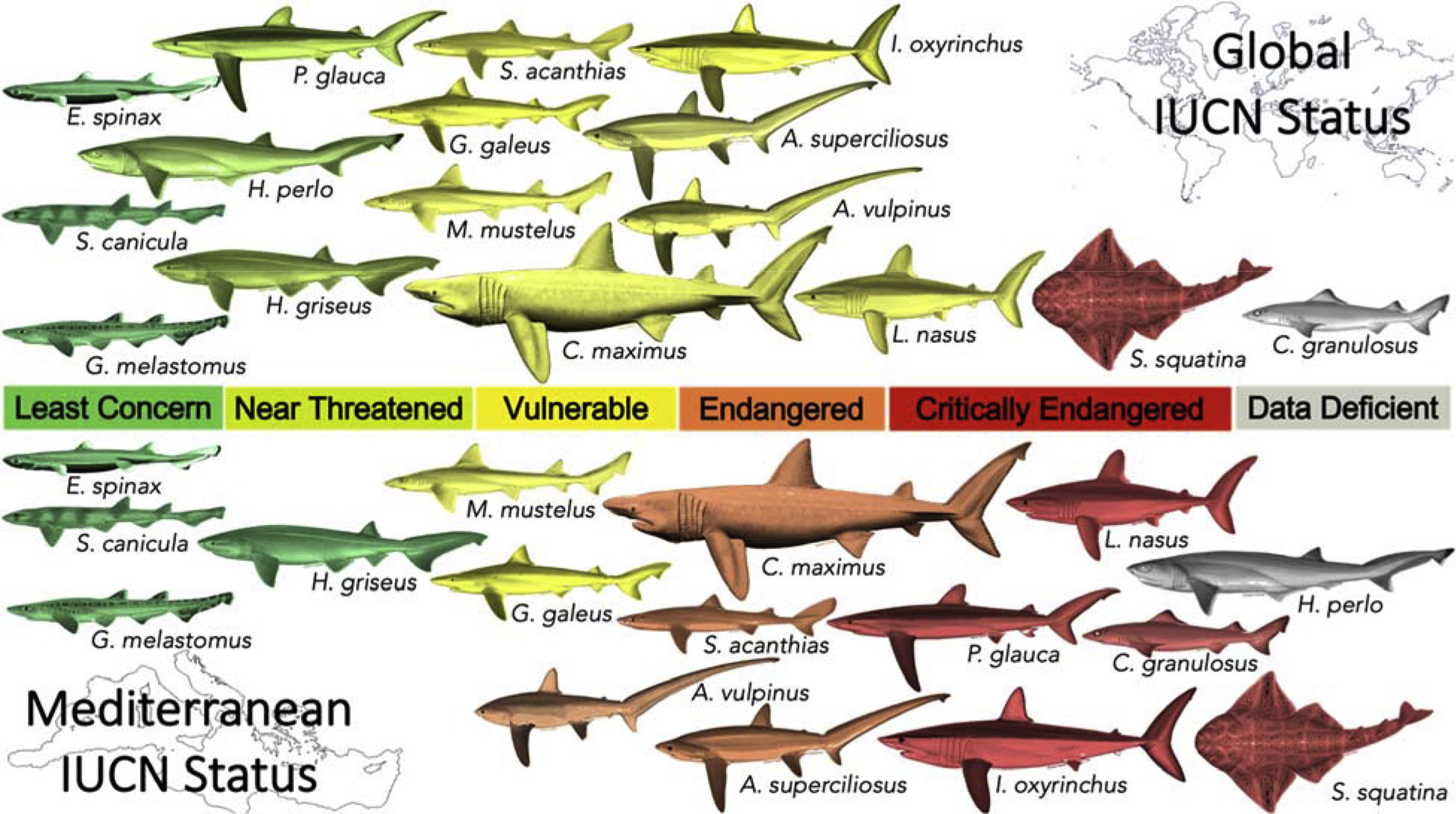 Global vs. regional (Mediterranean Sea) IUCN Red List statuses of the 16 shark species reported in domestic FAO landings statistics by Mediterranean countries from 1950–2014. At least half of these sharks face an elevated risk of extinction in the Mediterranean Sea than they do globally. Illustrations courtesy of Marc Dando.