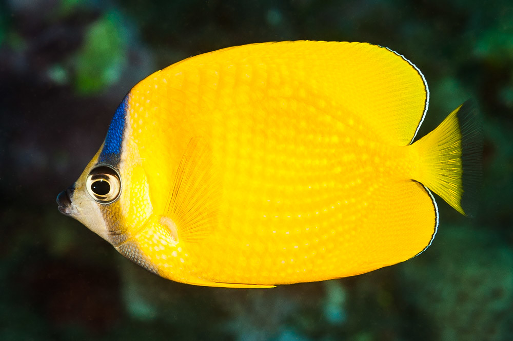 Blacklip Butterflyfish. Photo by zsispeo, Flickr.