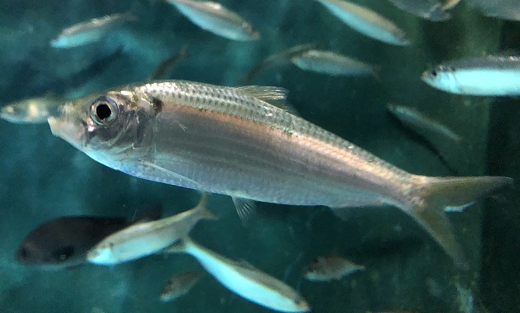 China's Bohai Sea left with only tiny fish