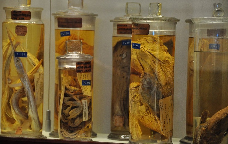 A new use for museum fish specimens