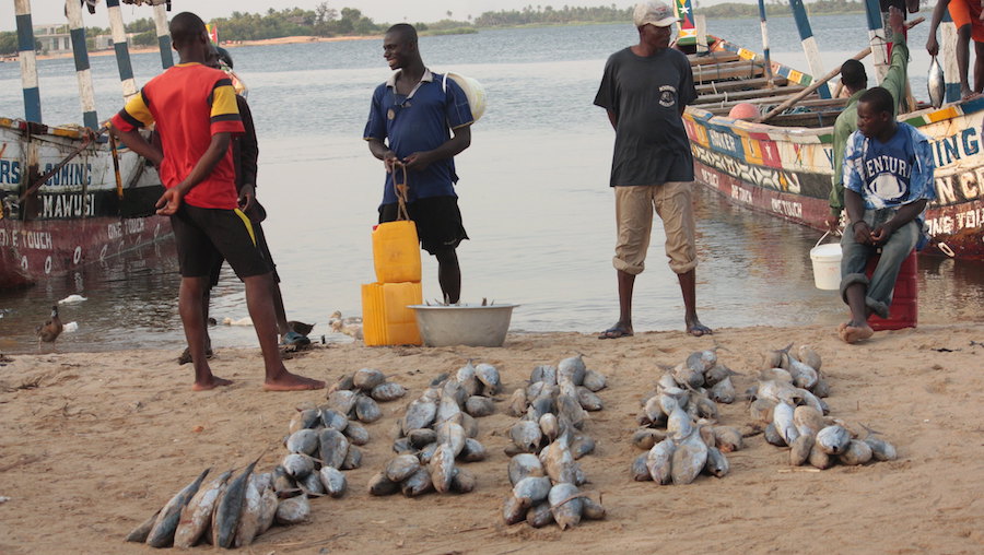 Treating fish as a public health asset can strengthen food security in lower income countries