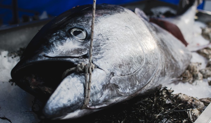 Popular fish species disappear from Turkey’s Marmara and Black Seas