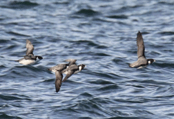 Seabird Research