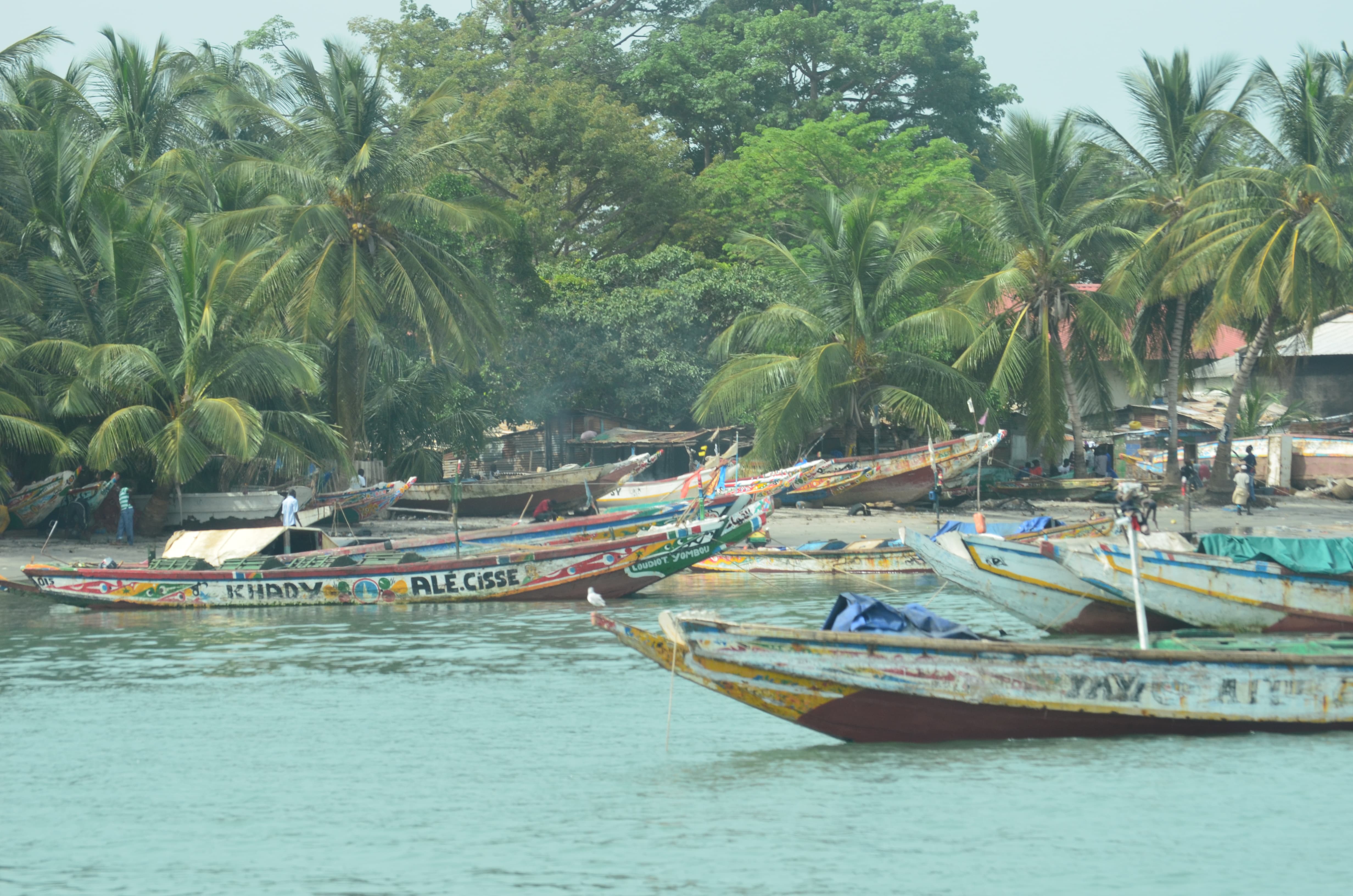 Colourful artisanal fishing boats along the shores of the Gambia River, quite a sight during our ferry crossing from Banjul to Barra.