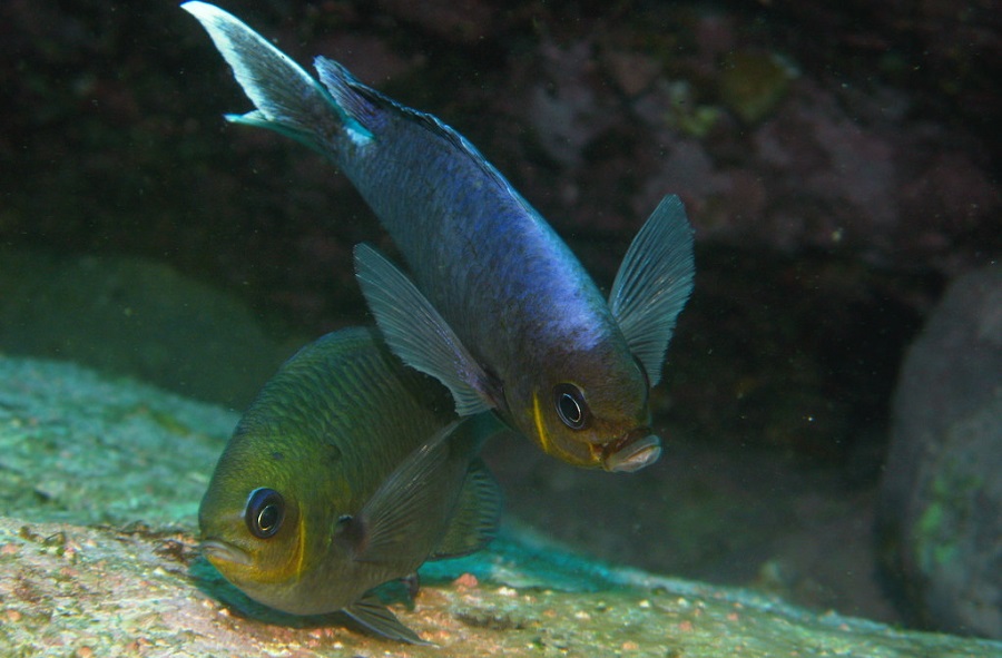 A pair of One-spot Pullers (Chromis hypsilepis) preparing to spawn. Home Bommie, Ulladulla, NSW. Photo by Richard Ling, Flickr, CC BY-NC-ND 2.0.