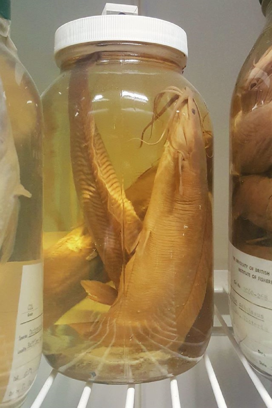 A new use for museum fish specimens