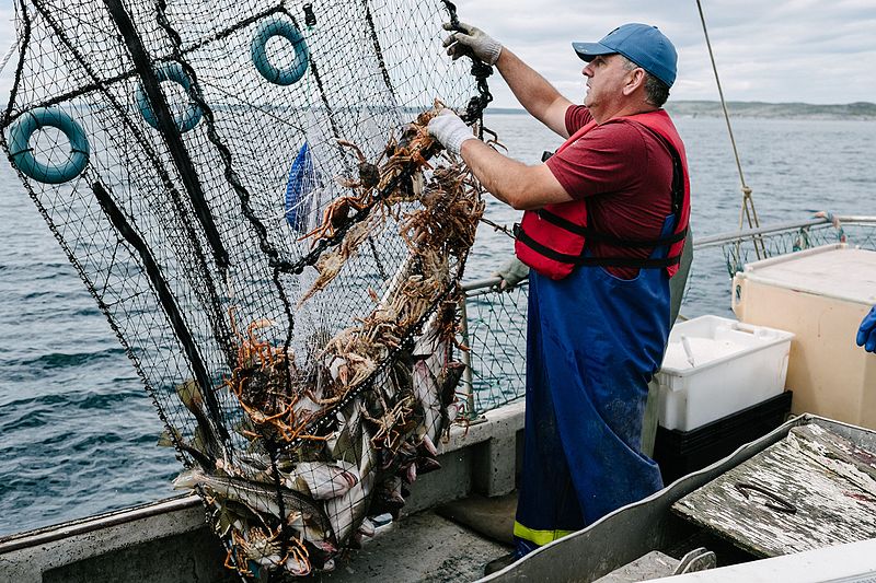 High cod catches could have been sustained in Eastern Canada for decades, simple stock assessment method shows_Image by Phillip_Meintzer _Wikimedia