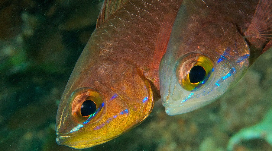Empirical data confirm link between respiratory stress and fish reproduction