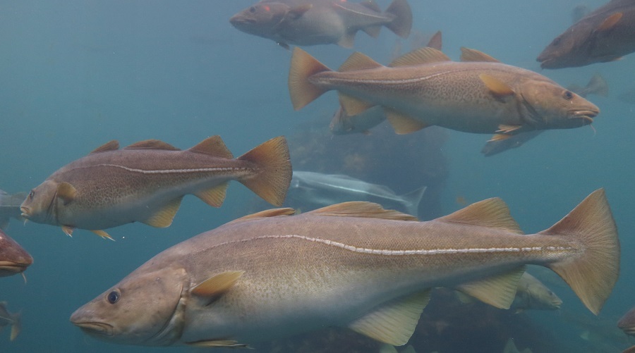 New model helps predict climate change-induced early spawning in fish