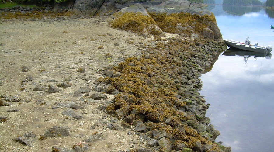 New sea garden story map showcases Indigenous mariculture practices across the Pacific