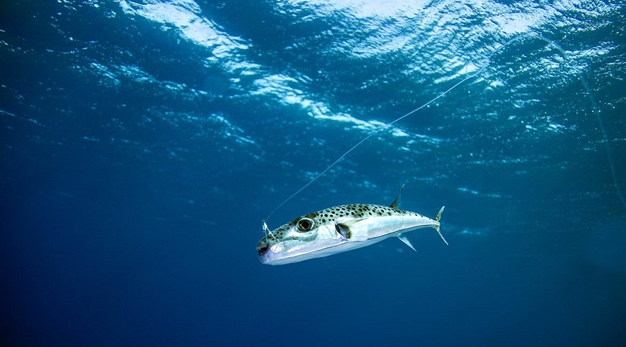 The mechanisms behind the huge size of individual silver-cheeked toadfish  in the Mediterranean