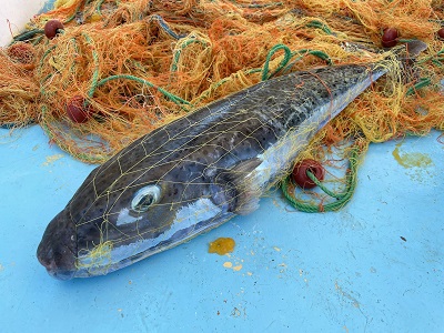 The mechanisms behind the huge size of individual silver-cheeked toadfish in the Mediterranean