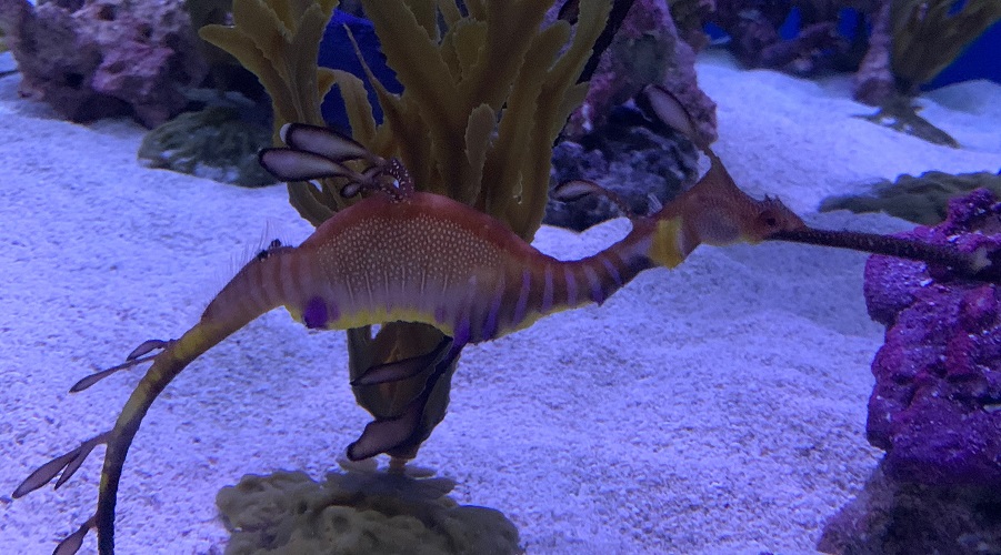 Common seadragon. New measurements show seadragons grow slowly, but in a fashion similar to other bony fish