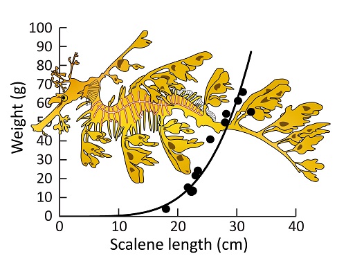 Graphical abstract showing scalene length measurement of seadragons