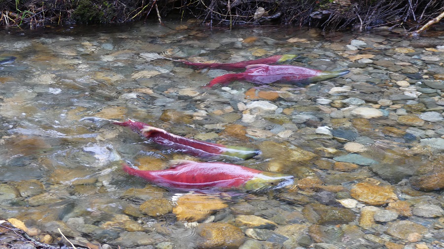 Sockeye salmon in the Adams River 2022