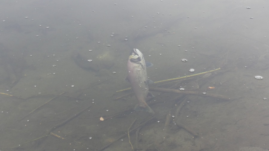 Sockeye salmon after spawning