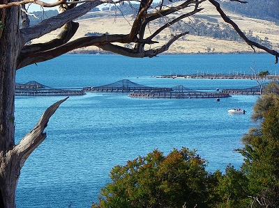 Fish farm in Tasmania