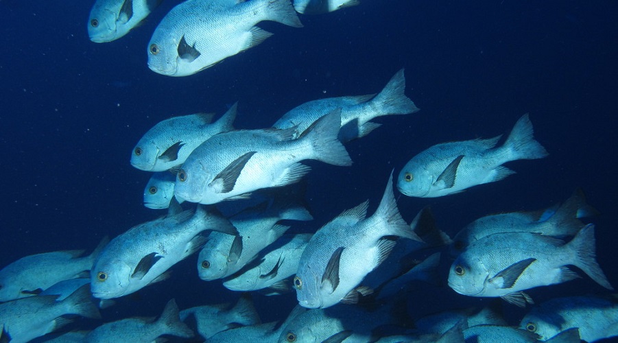 Black Snapper (or black and white snapper), Macolor niger at Gota Sorayer, Red Sea, Egypt. Photo by Derek Keats, Wikimedia Commons.