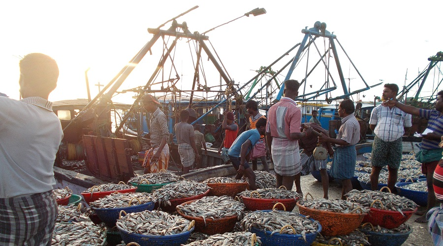 Sardines at Rameswaram fishing port in India