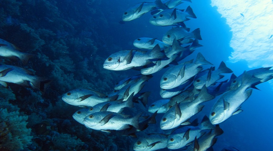 Black and white snapper in the Red Sea, Egypt