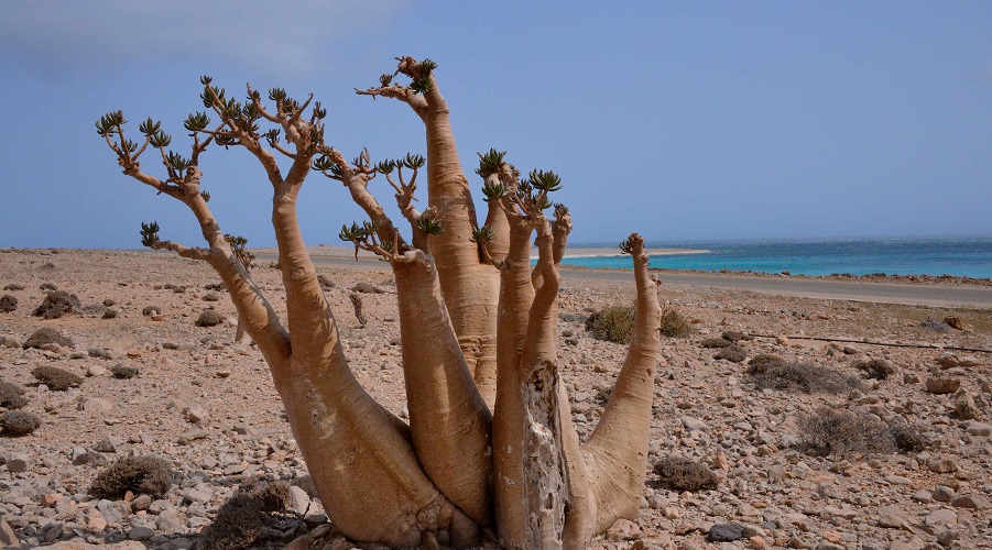 Bottle tree, Socotra island.