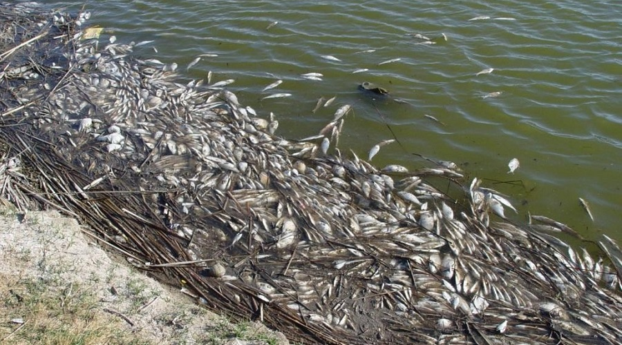 Dead Fish Washed Ashore during Golden Alga Toxic Bloom