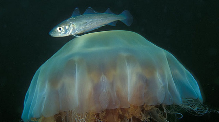 Whiting atop a jellyfish. Whiting is among the demersal fish found in the eastern North Atlantic Ocean.