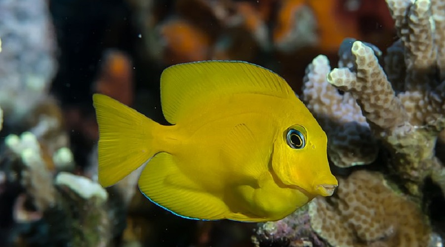 Juvenile, yellow Mimic surgeonfish from Romblon, Philippines