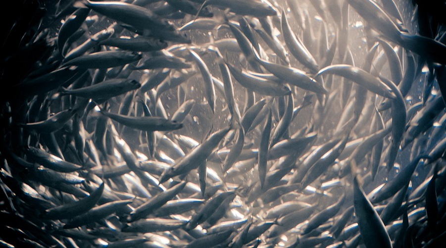 Swirling school of anchovies