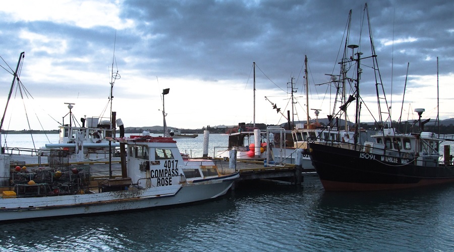 Overfishing and climate change impacts on New Zealand's fish populations  were hidden - until now