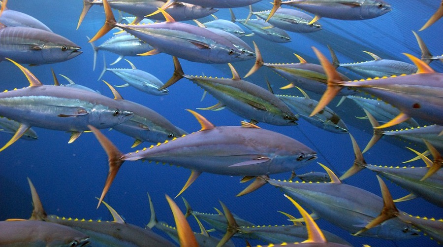 A school of Yellowfin tuna