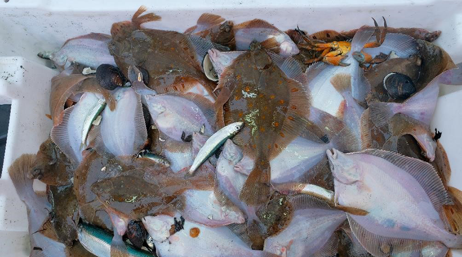 After the collapse of herring and cod stocks in the western Baltic Sea, flatfish such as plaice, flounder, and dab now dominate the catch. However, they can't replace the lost catch of cod and herring. Photo by Ilka Thomsen, GEOMAR.