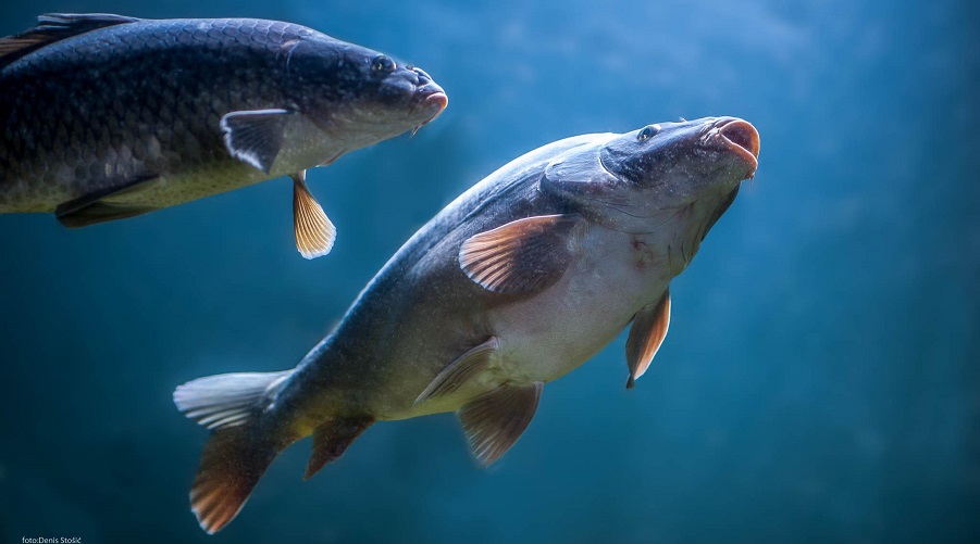 Common carp. Photo by Aquatika Karlovac,