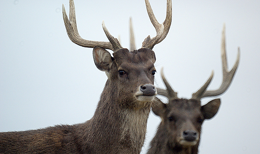 Rusa Deer