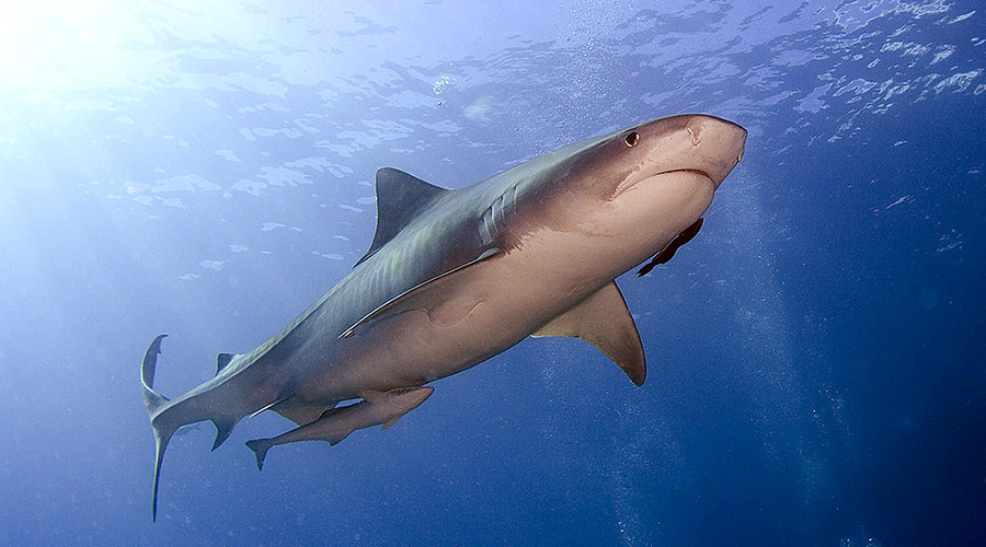 Tiger Shark. Image by Kevin Bryant