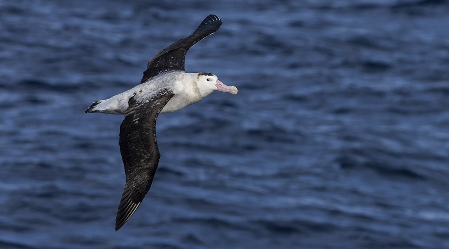 Endemic Antipodean albatross flying over the water