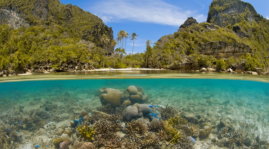 Coral reef in Raja Ampat