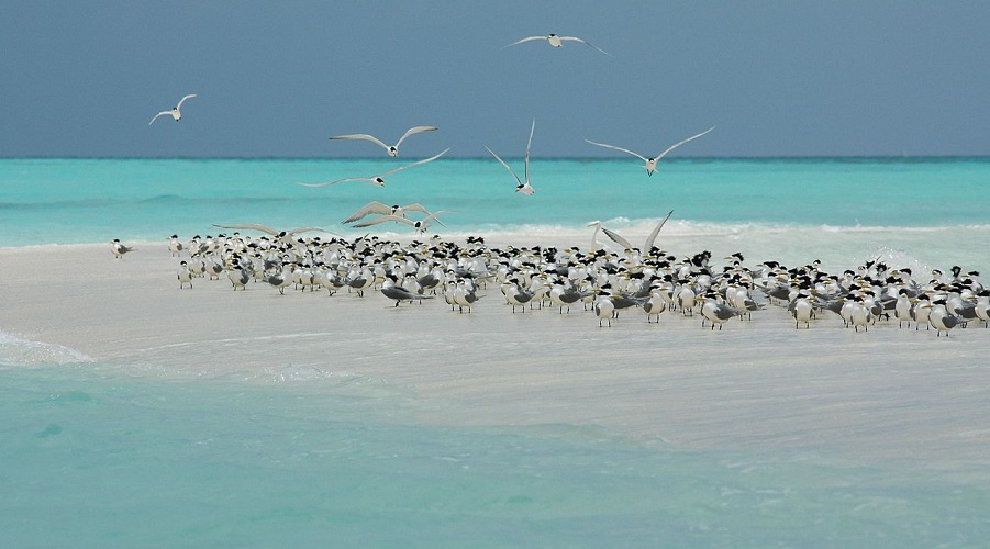 Turquoise waters at the Tubbataha Reefs Natural Park