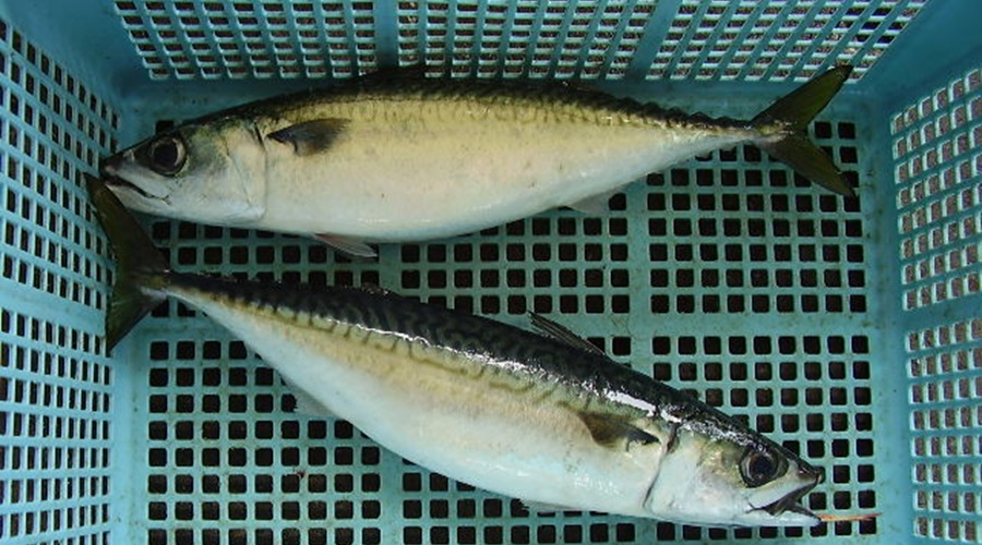 Two specimens of chub mackerel in a basket