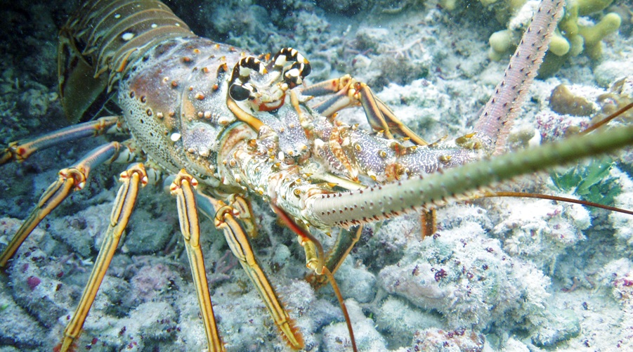Caribbean spiny lobster on rocky soil
